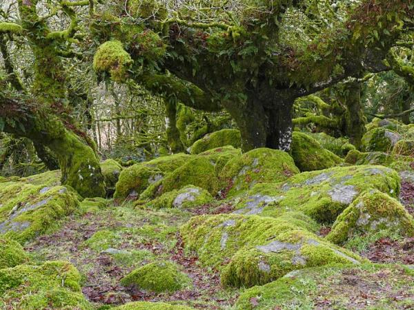 Possibly the only famous fragment of temperate rainforest in Britain: Wistman’s Wood on Dartmoor, Devon © Alan Hunt - reproduced under Creative Commons Attribution Share-alike license 2.0