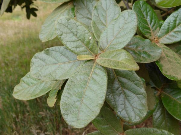 Quercus costaricensis leaves