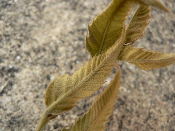 Quercus acutissima subsp. kingii