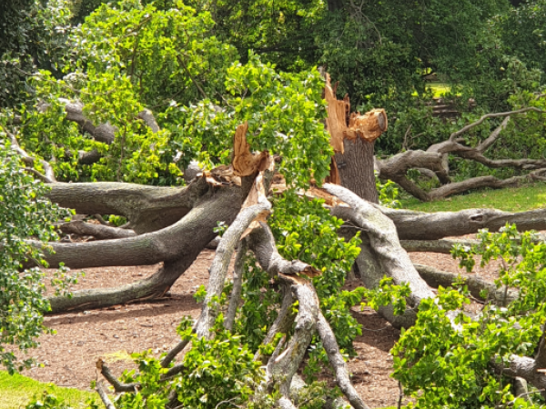 Quercus alba at Melbourne Botanic Gardens
