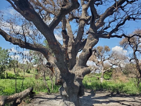 Burnt Champion Gray Oak Burnt Champion Gray Oak