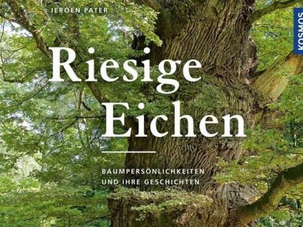 Riesige Eichen