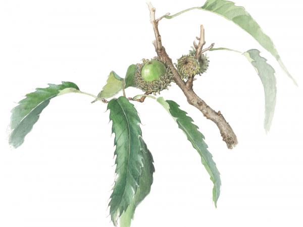 Quercus acutissima Carruth.