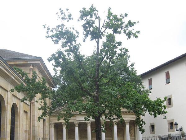 arbol_de_guernika.jpg