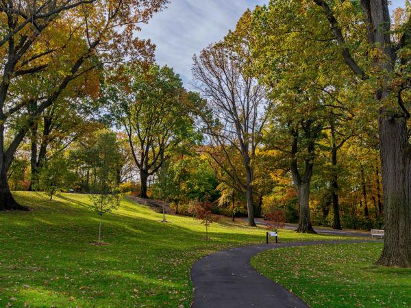 Burke Oak Collection at New York Botanical Garden