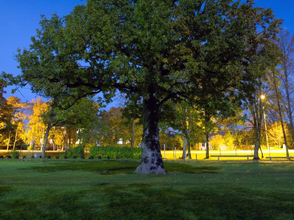 Orisaree Oak at night - Photo: ©Kalmer Saar