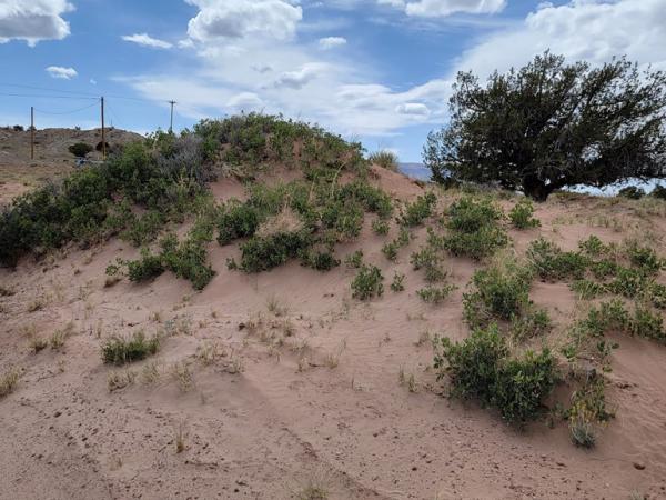 Quercus welshii on dunes site south of Kayenta, Ariz. Quercus welshii on dunes site south of Kayenta, Ariz.