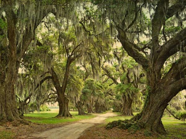 Quarters Oak Alley, Evergreen Plantation, Edgard, Louisiana by Wiliam Guion Quarters Oak Alley, Evergreen Plantation, Edgard, Louisiana by Wiliam Guion