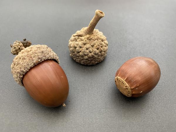 Quercus xjackiana acorns