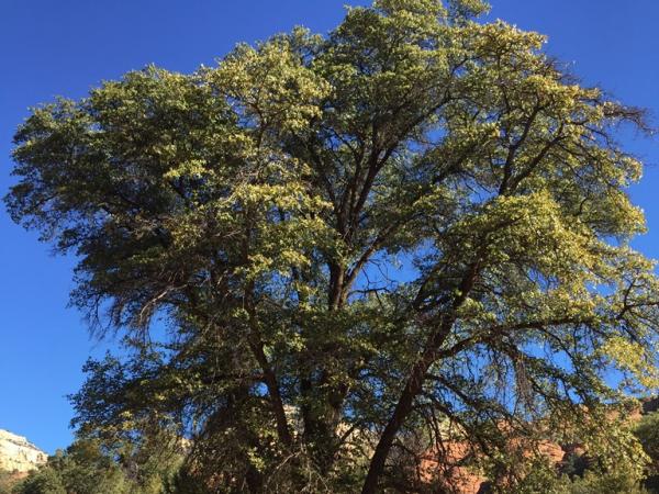 Emory oak near Young, Arizona © Nanebah Lyndon