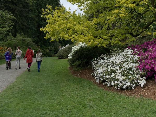 Golden oak at Washington Park Arboretum