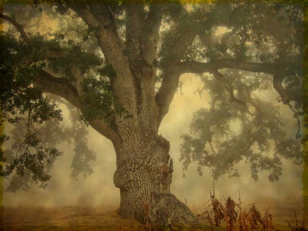 Oak in fog