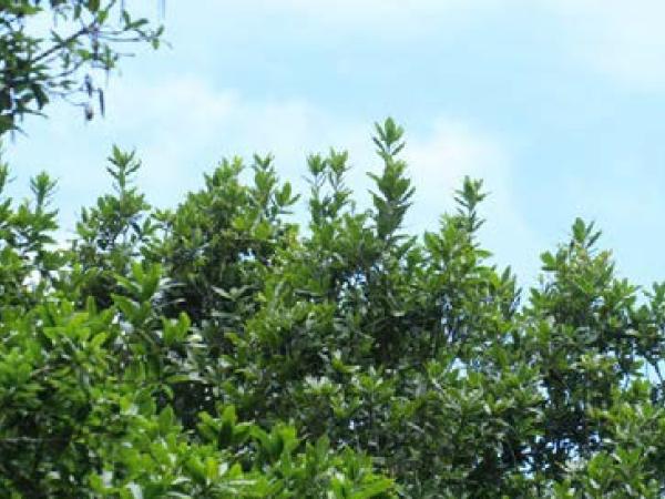 Unusual symptoms linked to phytoplasma infection in Quercus humboldtiii, Colombia © Eric Boa