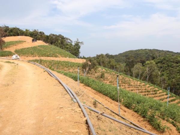 The ginger seedlings are growing well, but soil fertility has been completely destroyed © Kuoh-Cheng Yang