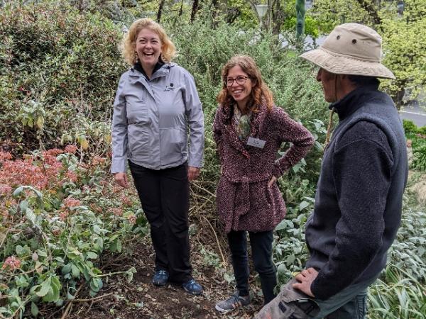 Quercus engelmannii seedling planted at RBGV Melbourne