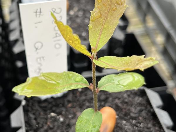 Quercus engelmannii seedling Quercus engelmannii seedling