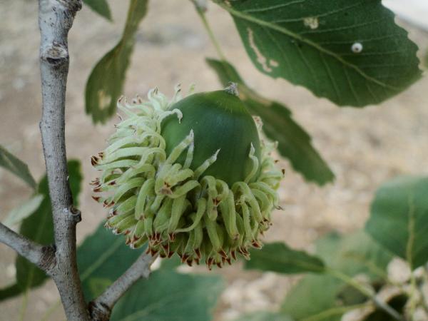 Quercus ithaburensis