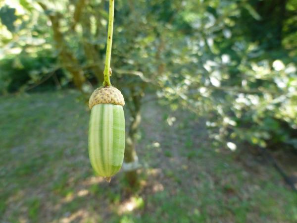 Q. robur 'Argentomarginata'