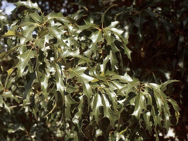 Langtry oak foliage q.sp_._langtry_3.jpg