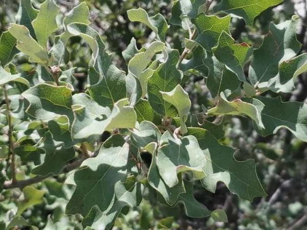 Quercus mohriana Quercus mohriana