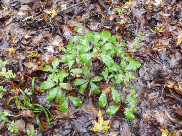 Quercus oglethorpensis seedlings, Jasper Co., Georgia, USA