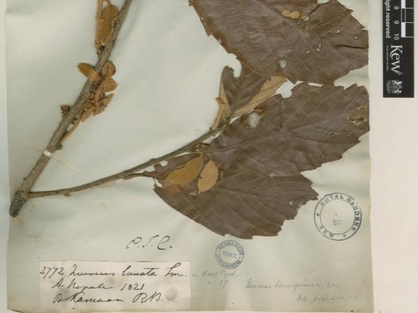 quercus_lanuginosa_type_-_copy.jpg
