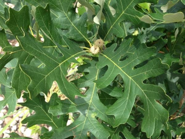 Quercus xbebbiana Taco