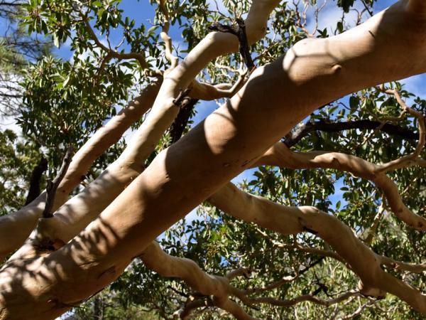 arbutus_texana-guadalupemountainsnationalpark-emilybeckmanbruns2022_-_4.jpg