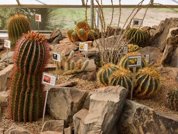 cacti-chihuahuandesertnaturecentertx-emilybeckmanbruns2022_-_4.jpg