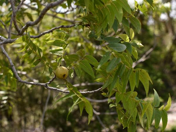 juglans_major-nearleakeytx-emilybeckmanbruns2022_-_7.jpg