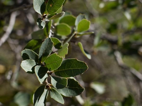 quercus_turbinella-guadalupemountainsnationalpark-emilybeckmanbruns2022_-_1.jpg