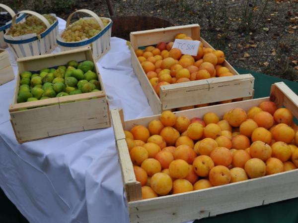 06/10/12. Arboretum de la Bergerette. Photo: C. Snyers d'Attenhoven.