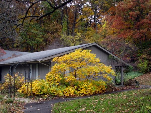 Aesculus parvifolia in Fernwood Gardens - Photo: G. Sternberg