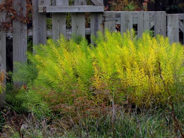 Amsonia hubrichtii in Fernwood Gardens - Photo: G. Sternberg