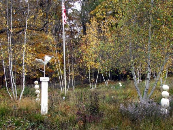 Betula populifolia in Fernwood Gardens - Photo: G. Sternberg