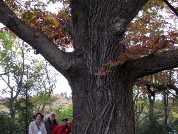 INPS Crew with Q. ×bebbiana, Art Davis' residence - Photo: G. Sternberg