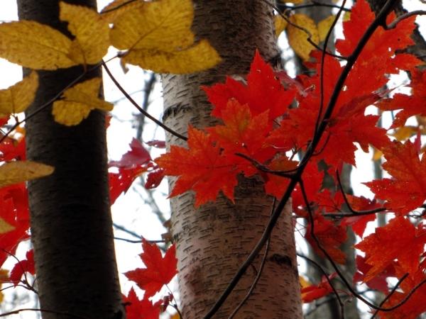 Acer rubrum and Betula populifolia at Cowles Bog - Photo: G. Sternberg