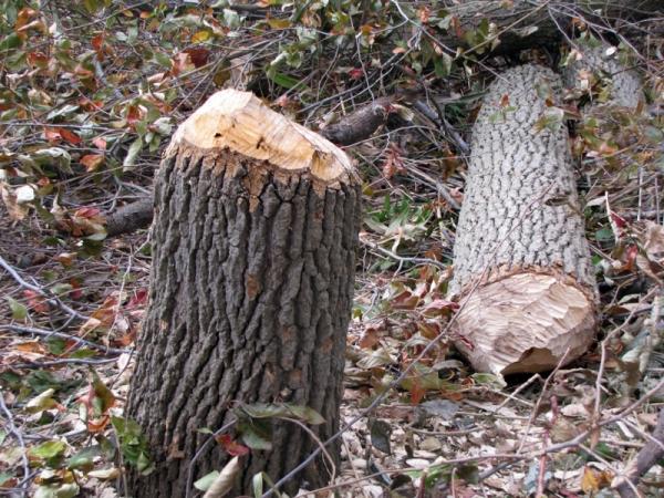 Beaver damage, Cowles Bog - Photo: G. Sternberg