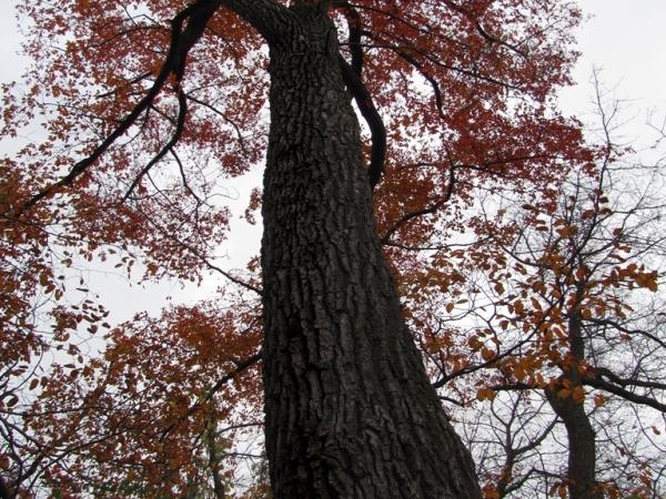 Nyssa sylvatica, Cowles Bog - Photo: G. Sternberg