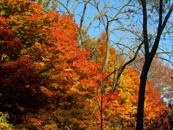 Acer saccharum, Pinhook Bog - Photo: G. Sternberg
