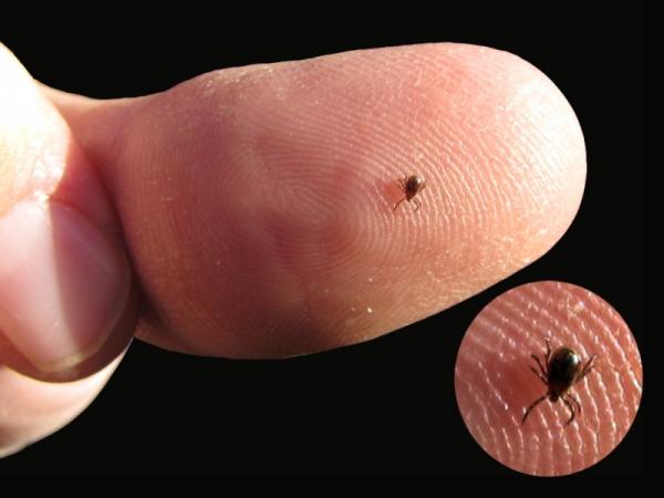 Deer tick ready for its close up! - Photo: G. Sternberg