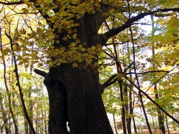 Quercus alba in Pinhook Bog - Photo: G. Sternberg