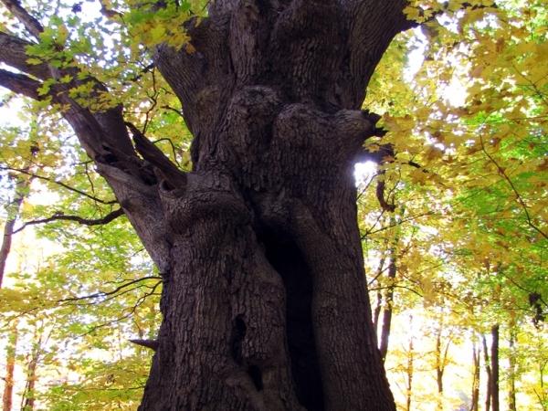 Quercus alba in Pinhook Bog - Photo: G. Sternberg