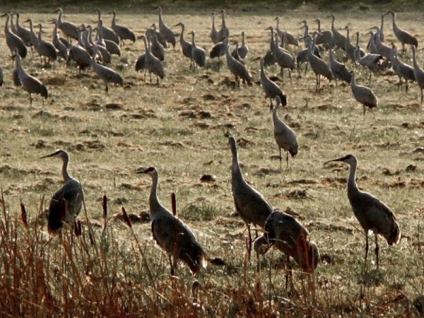 Sandhill cranes, Jasper-Pulaski Wildlife Area - Photo: G. Sternberg