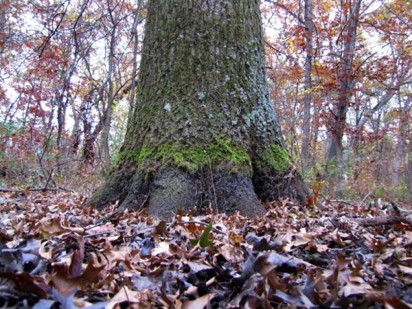 Moss watermark on Q. palustris, Jasper-Pulaski Wildlife Area - Photo: G. Sternberg