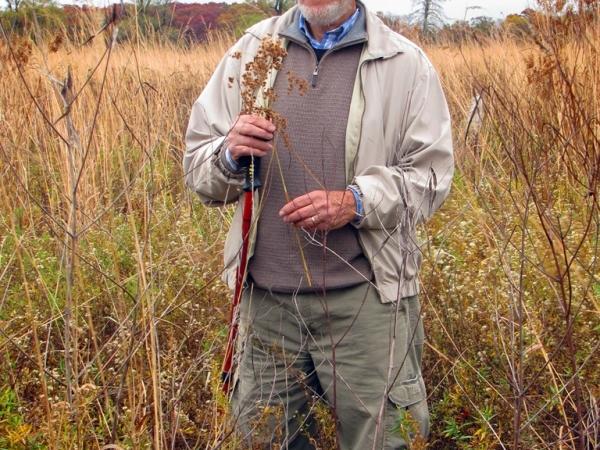 Weeds Eilers with Scirpus cyperinus, Jasper-Pulaski Wildlife Area - Photo: G. Sternberg