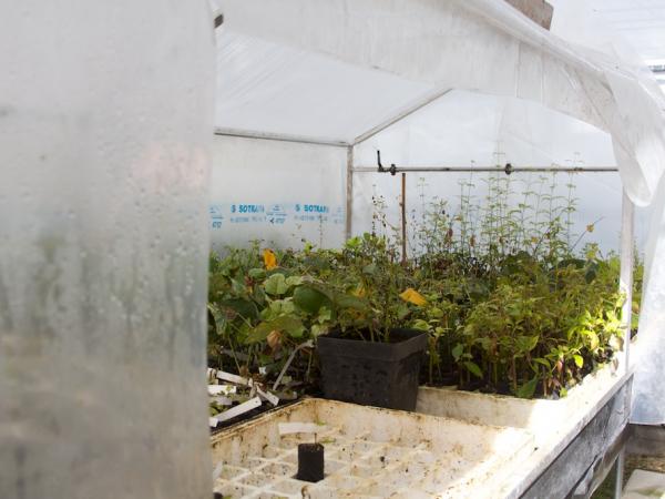 30/09/12. Field Trip, INRA, Pierroton. The fog unit. Photo: J. MacEwen.