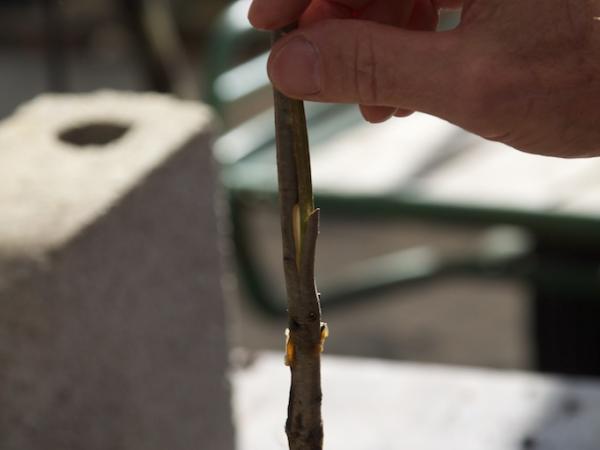 30/09/12. Field Trip, INRA, Pierroton. Guy Roussel demonstrating grafting. Photo: J. MacEwen.