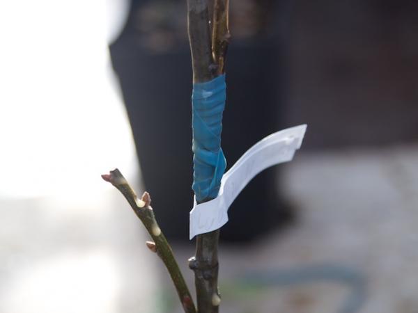 30/09/12. Field Trip, INRA, Pierroton. Guy Roussel demonstrating grafting. Photo: J. MacEwen.
