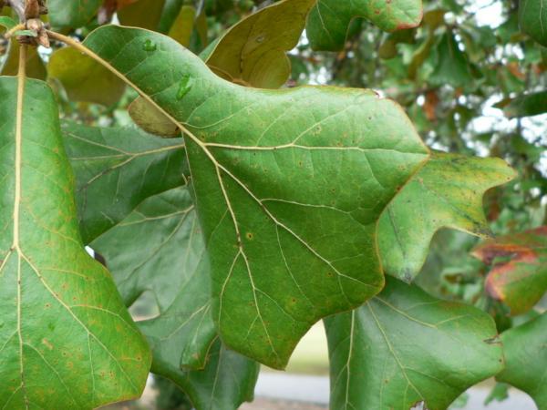 07/10/12. Arboretum des Pouyouleix. Quercus marilandica (L.) Münchh. Photo: M.P. Thuaud.